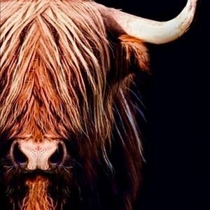 Orange highland cow with black background - art print 8.5x11 inches